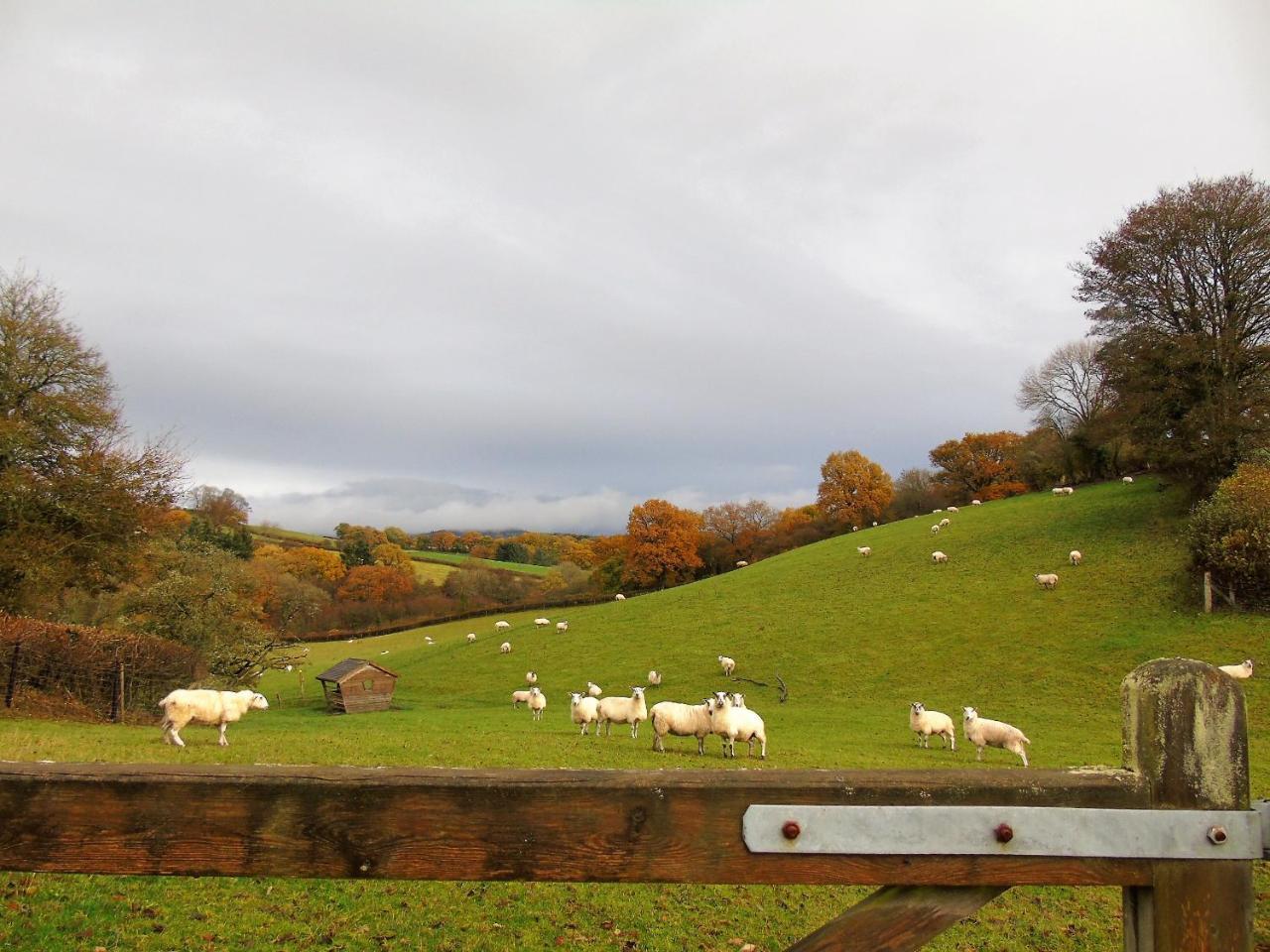 Pwllgwilym B & B Builth Wells Εξωτερικό φωτογραφία